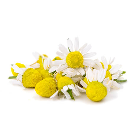 camomille matricaire